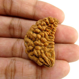 One Mukhi Rudraksha (Ek Mukhi) – Energized & Certified | Rare Himalayan Origin