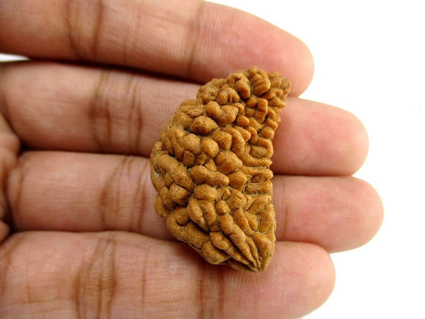 One Mukhi Rudraksha (Ek Mukhi) – Energized & Certified | Rare Himalayan Origin
