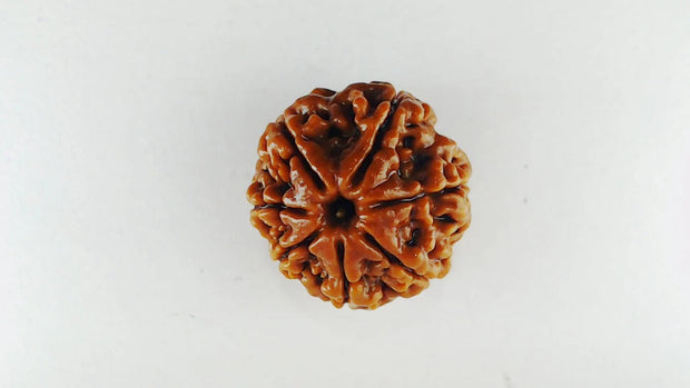 Original 7 Mukhi Rudraksha – Certified & Energized Bead for Wealth & Healing