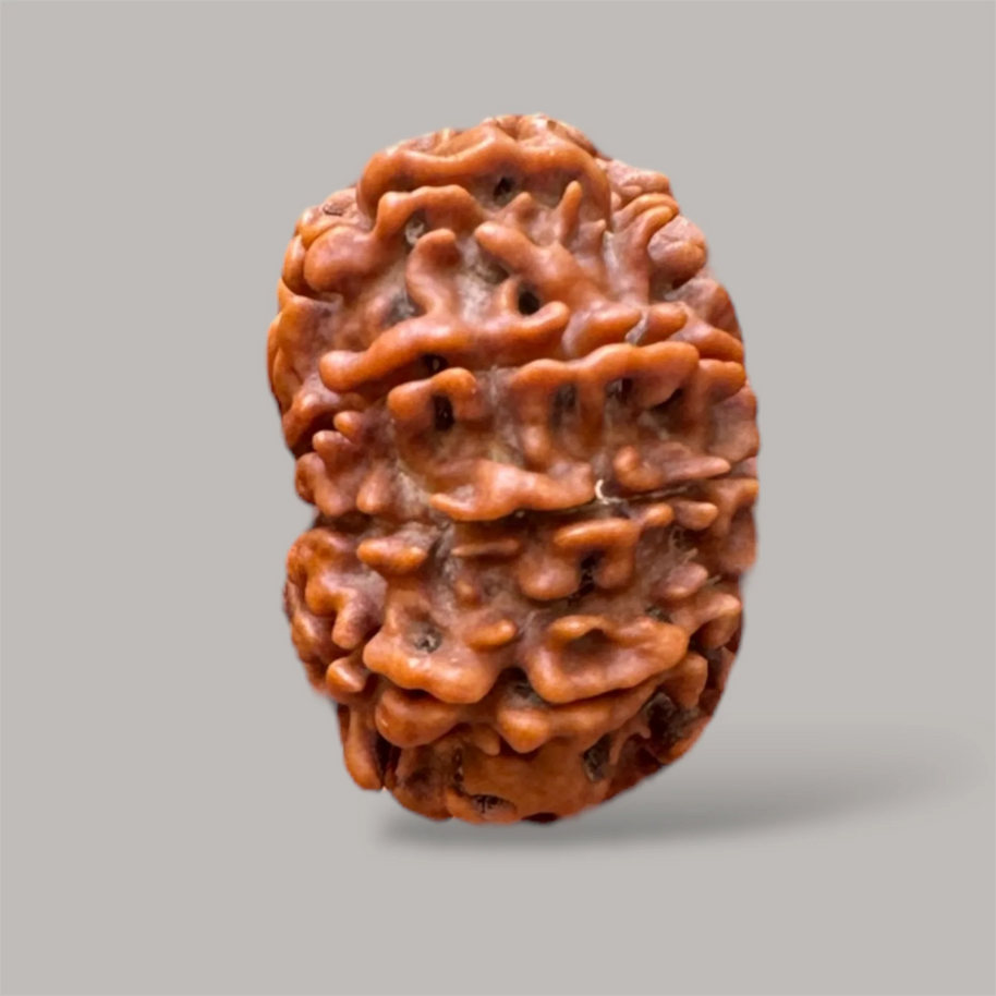 10 mukhi rudraksha