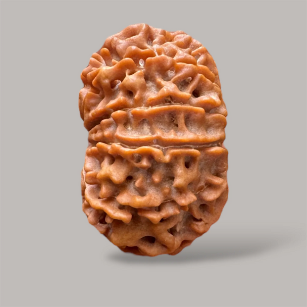 11 Mukhi Rudraksha (Nepali)- Big size with report