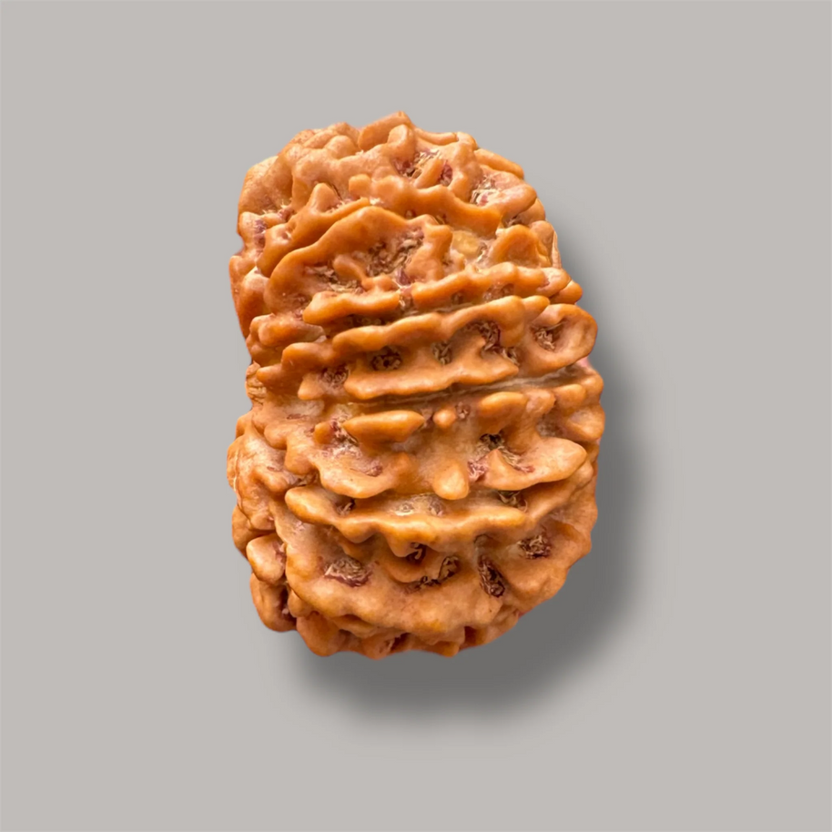 12 mukhi rudraksha with certificate