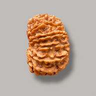 12 mukhi rudraksha with certificate