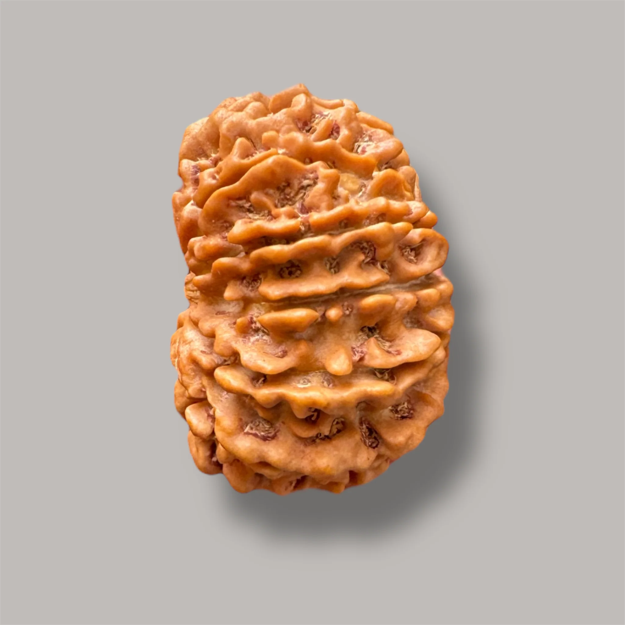 12 mukhi rudraksha with certificate