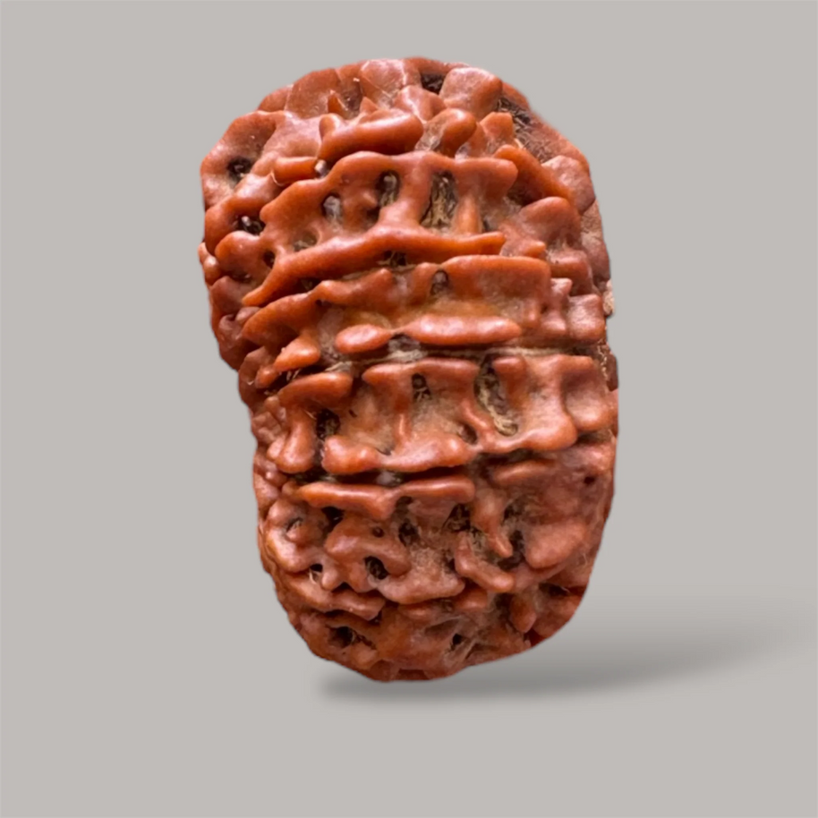 13 mukhi rudraksha with certificate
