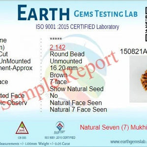 Original 7 Mukhi Rudraksha – Certified & Energized Bead for Wealth & Healing