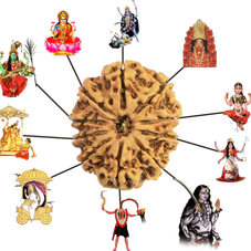 10 mukhi rudraksha