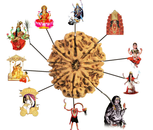 10 mukhi rudraksha