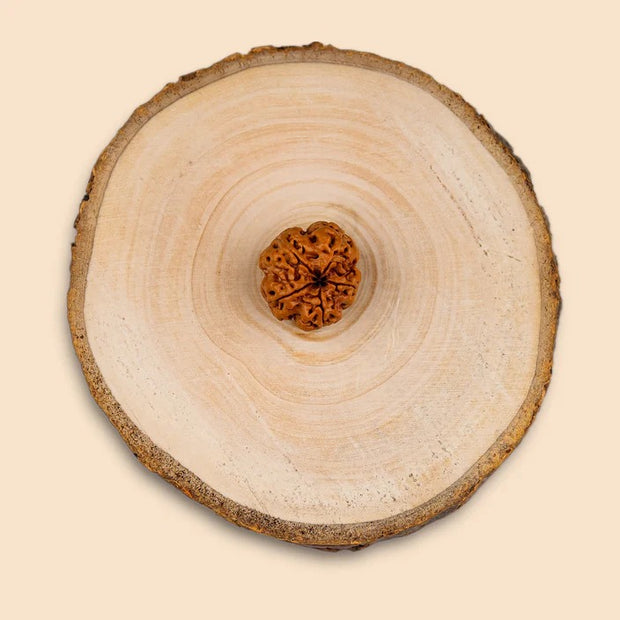 5 MUKHI RUDRAKSHA