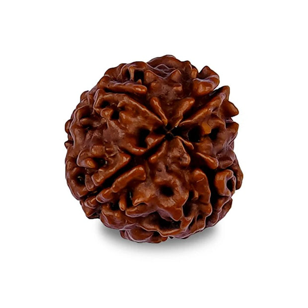 4 MUKHI RUDRAKSHA