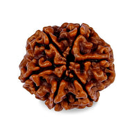 6 MUKHI RUDRAKSHA