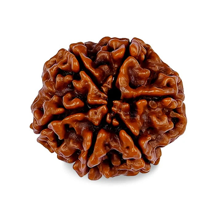 6 MUKHI RUDRAKSHA
