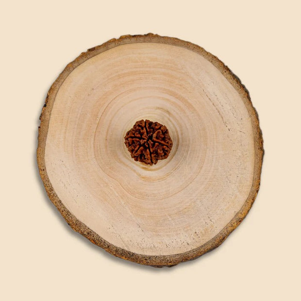 6 MUKHI RUDRAKSHA
