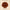 6 MUKHI RUDRAKSHA