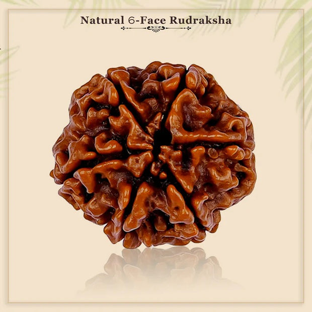 6 MUKHI RUDRAKSHA