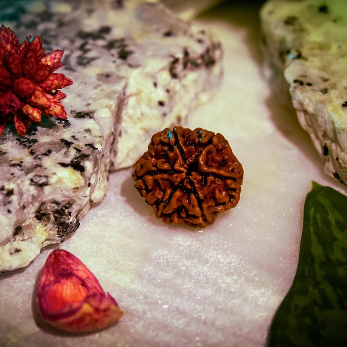 6 MUKHI RUDRAKSHA
