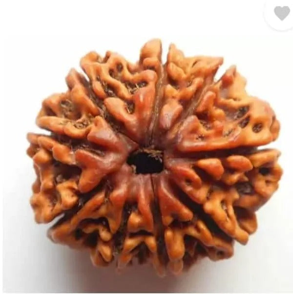 Original 9 Mukhi Rudraksha – Certified & Energized