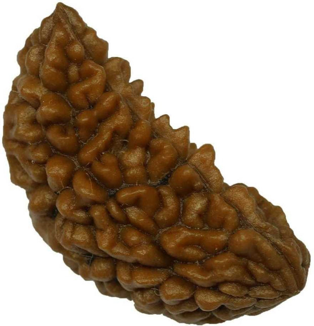 One Mukhi Rudraksha (Ek Mukhi) – Energized & Certified | Rare Himalayan Origin