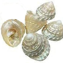 Natural pearl shankh for laxmi/diwali puja/pooja for home temple mandir decor vamavarti (1.5 inch)
