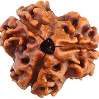 3 Mukhi Lab Certified Rudraksha (Brown)