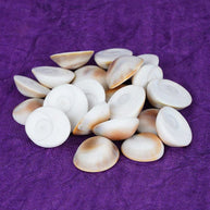 Natural Rare Gomti Gomati Chakra Original for Prosperity & Good Health | Vastu Product & Astrological Remedies (11pcs)