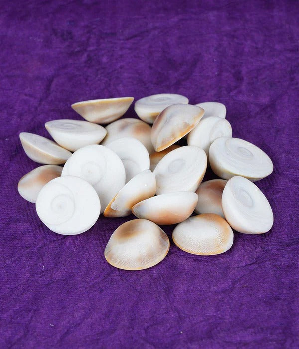 Natural Rare Gomti Gomati Chakra Original for Prosperity & Good Health | Vastu Product & Astrological Remedies (11pcs)
