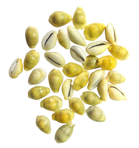 Yellow Lakshmi Kaudi | Peeli Kowdi Cowrie Sea Shell Vastu Shastra Reme ...