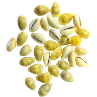 Yellow Lakshmi Kaudi | Peeli Kowdi Cowrie Sea Shell Vastu Shastra Remedies for Lakshmi & Diwali Pooja