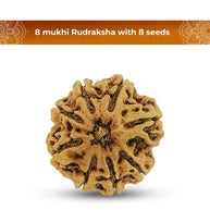 8 Mukhi Rudraksha (Eight Faced) – Natural & Lab Certified | Symbol of Lord Ganesha