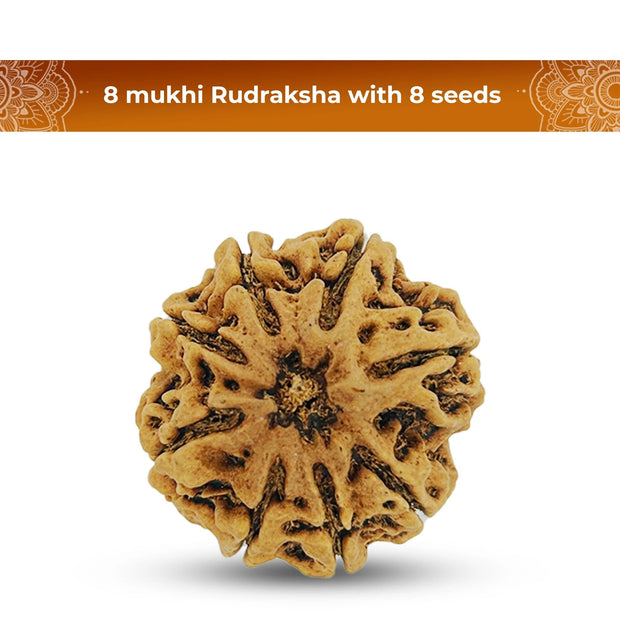 8 Mukhi Rudraksha (Eight Faced) – Natural & Lab Certified | Symbol of Lord Ganesha