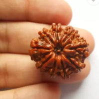 Original 9 Mukhi Rudraksha – Certified & Energized