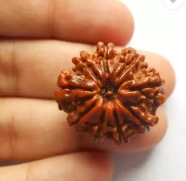 Original 9 Mukhi Rudraksha – Certified & Energized