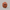 10 mukhi rudraksha