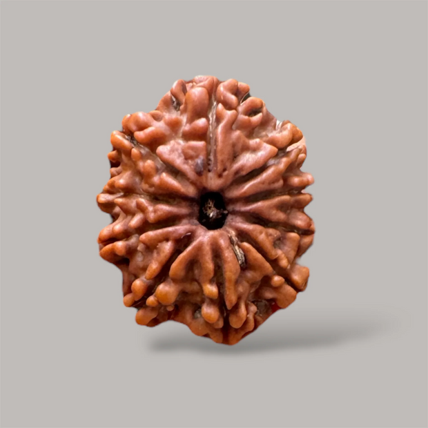 10 mukhi rudraksha