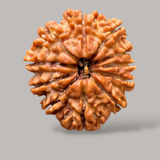 11 Mukhi Rudraksha (Nepali)- Big size with report