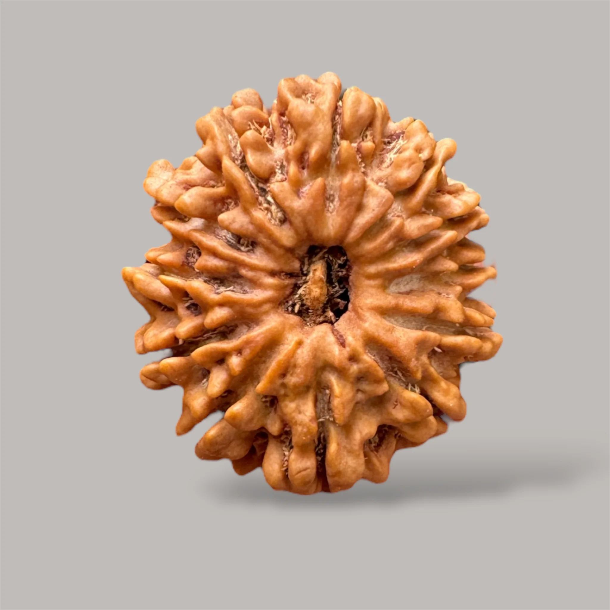 12 mukhi rudraksha with certificate