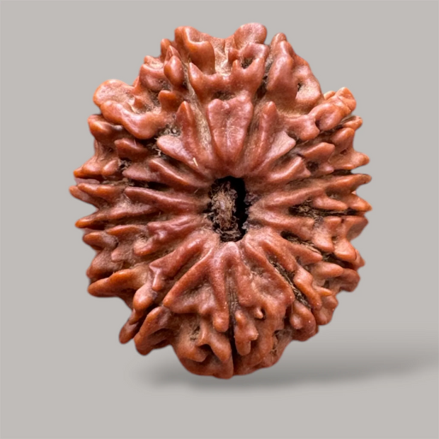 13 mukhi rudraksha with certificate