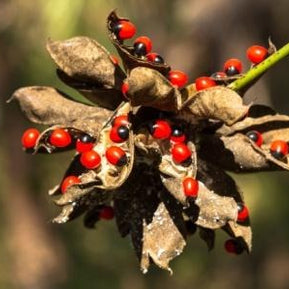 Red Gunja Seeds/Laal Chirmi Beej for Maa Lakshmi Pooja (51 Pieces)