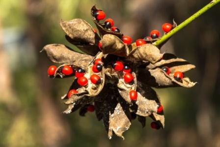 Red Gunja Seeds/Laal Chirmi Beej for Maa Lakshmi Pooja (51 Pieces)