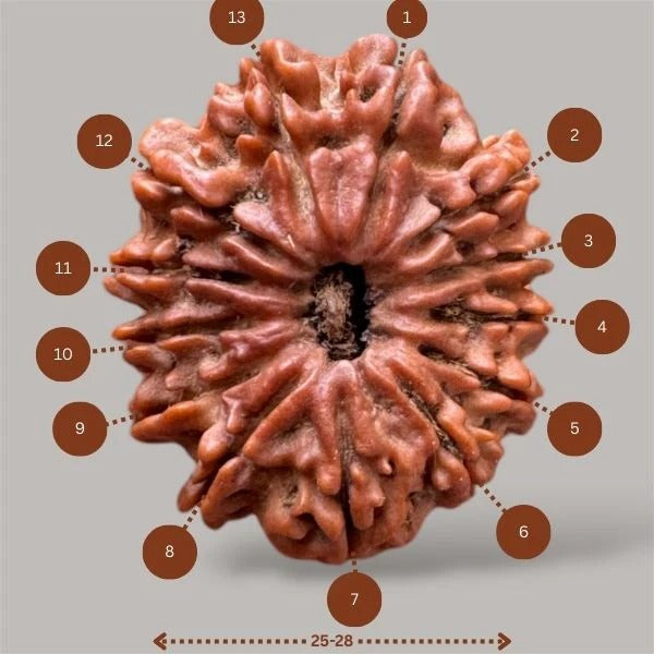 13 mukhi rudraksha with certificate