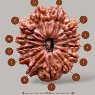 13 mukhi rudraksha with certificate