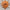 11 Mukhi Rudraksha (Nepali)- Big size with report