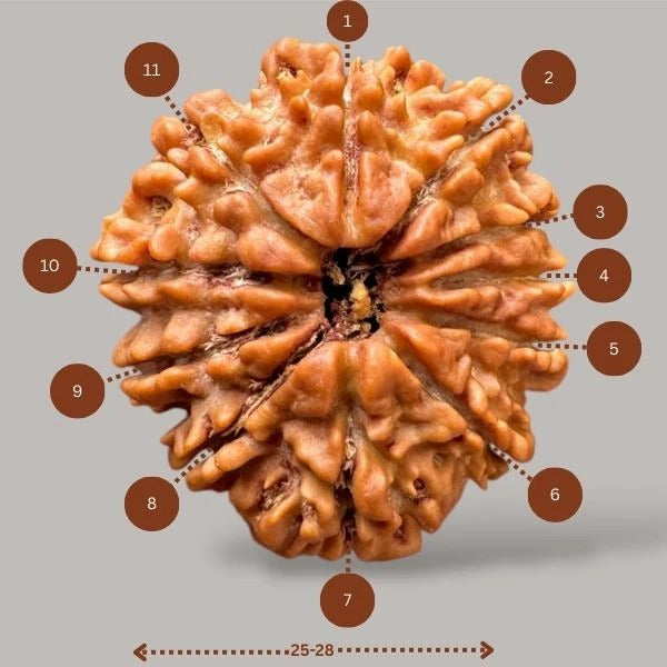 11 Mukhi Rudraksha (Nepali)- Big size with report