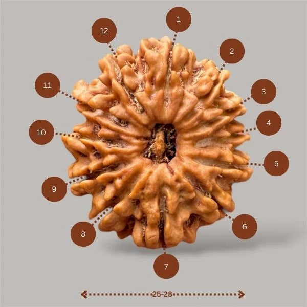 12 mukhi rudraksha with certificate