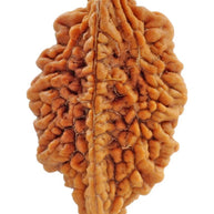 2 Mukhi Rudraksha