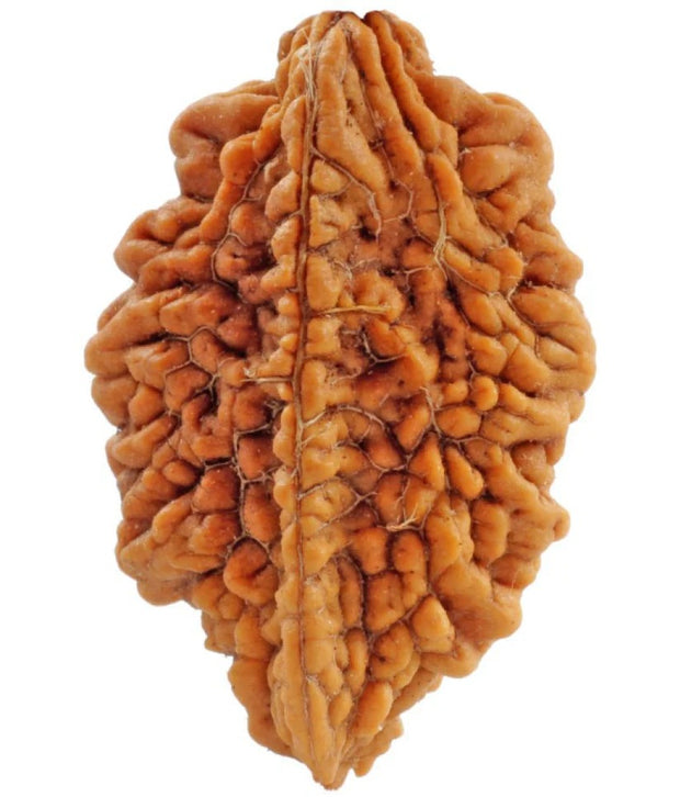 2 Mukhi Rudraksha