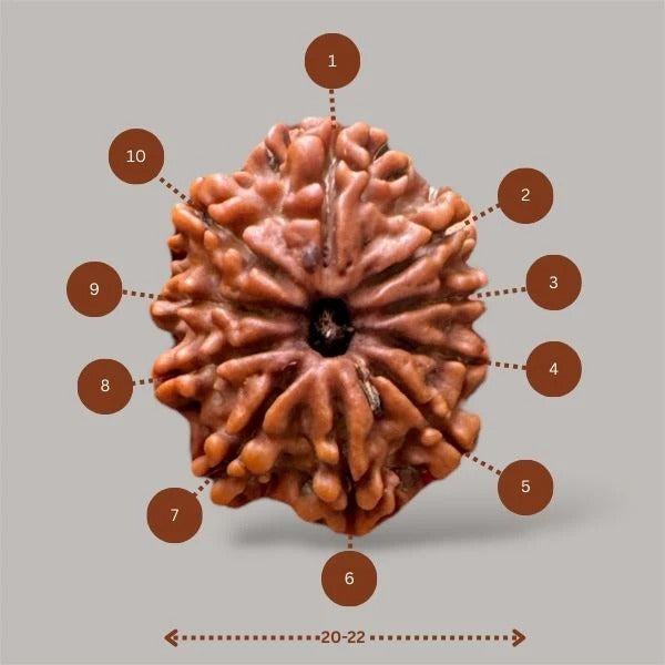 10 mukhi rudraksha