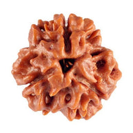 3 Mukhi Lab Certified Rudraksha (Brown)
