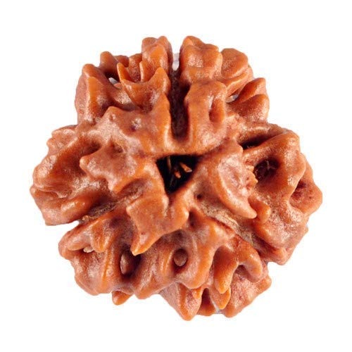3 Mukhi Lab Certified Rudraksha (Brown)