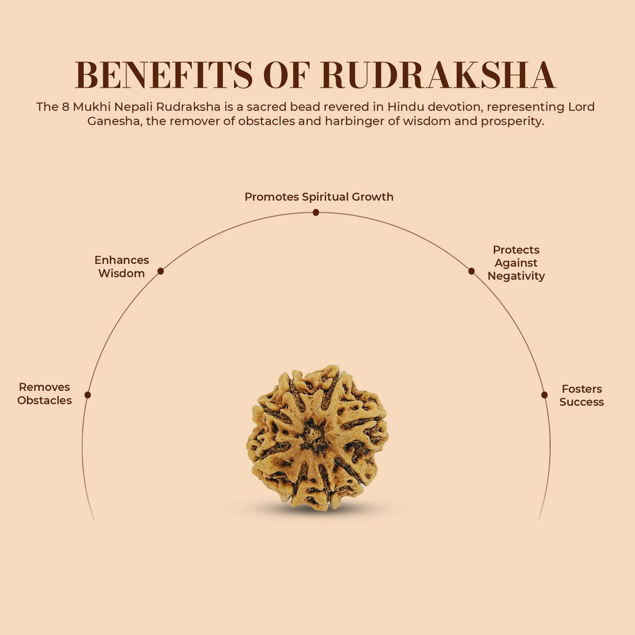 8 Mukhi Rudraksha (Eight Faced) – Natural & Lab Certified | Symbol of Lord Ganesha